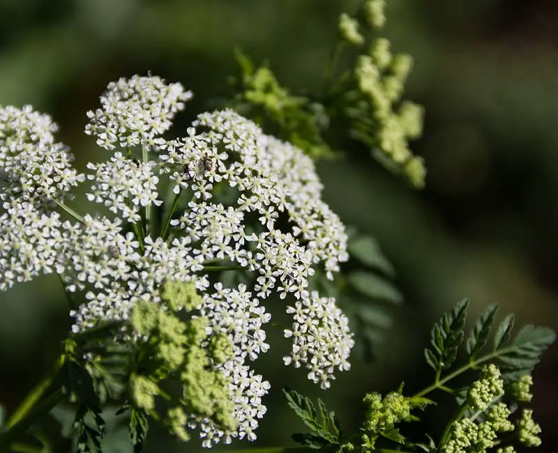 24122 poison hemlock