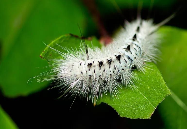 caterpillarIllness 1187797300 770x533 1 jpg